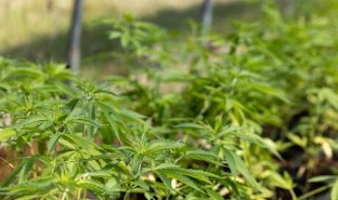 Image for news article SUNY Adirondack hosts Open House for new hemp program