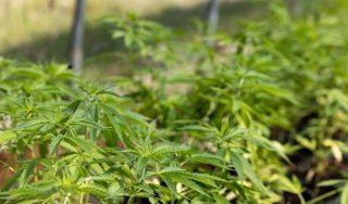 Image for news article SUNY Adirondack hosts Open House for new hemp program